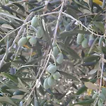 Nena بوفليانا