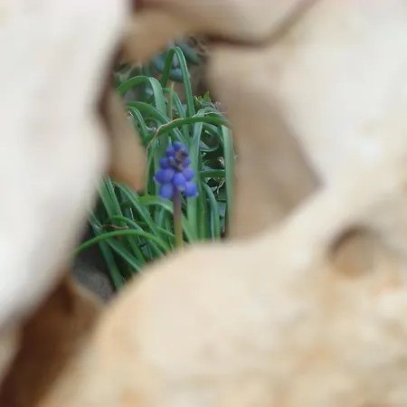 Nena Διαμέρισμα