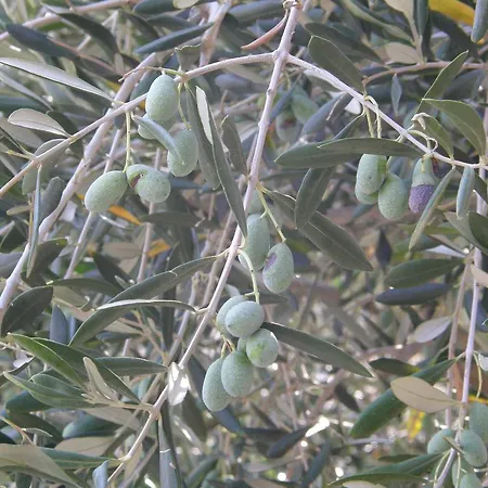 Nena פובליאנה